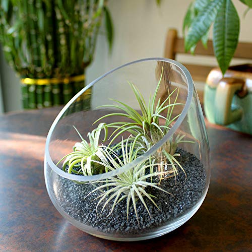 NW Wholesaler - 2 lbs Bright Fine Floral Sand for Vases, Planters and Pots, Terrariums, Aquariums, Fairy Garden, and Arts & Crafts - 13 Colors Available (Black) - color: Black