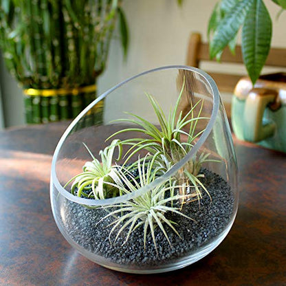 NW Wholesaler - 2 lbs Bright Fine Floral Sand for Vases, Planters and Pots, Terrariums, Aquariums, Fairy Garden, and Arts & Crafts - 13 Colors Available (Black) - color: Black