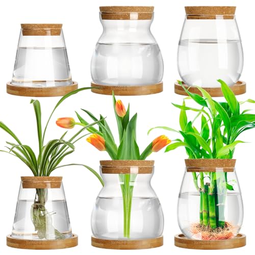 Beeveer 6 Pcs Plants Propagation Station Separated Desktop Plant Terrarium with Wood Lid and Stand, 3 Sizes Glass Planter Propagated Jars Propagation Vases for Indoor Home (Novel Style) - style: Novel Style