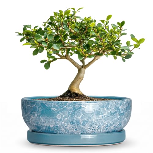 Bonsai Tree Pots 6 Inch, Ceramic Succulent Planters, Droplet Blue - color: Droplet Blue, size: 6 Inch