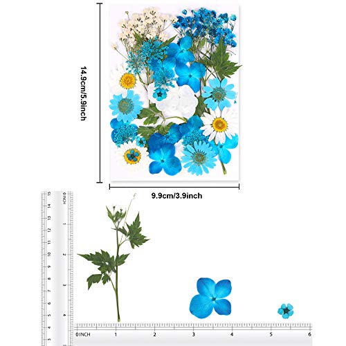 Augshy Blue Dried Pressed Flowers - Natural Real Colorful Dry Flowers for Resin Jewelry Nail Art Craft DIY - color: Blue