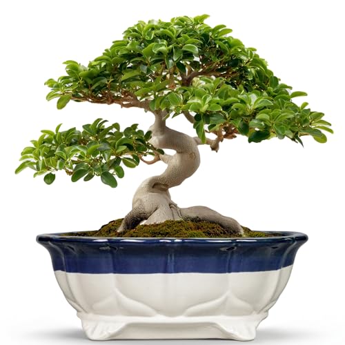 Ceramic Bonsai Tree Pots - 13.2 Inch Succulent Pots with Drainage Hole, Large Succulent Planters for Indoor Outdoor Plants, Shallow Bonsai Planter, House Decor, Gardening Gift, Oval Beige-Blue - color: Oval Beige-blue, size: 13.5 Inch