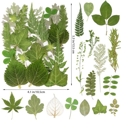 95Pcs Real Pressed Dried Leaves for Resin, 35 Styles Natural Dry Leaf for DIY Crafts, Green Dried Leaves for Epoxy Molds Jewelry, Candle, Bookmarks,Soap Making, Card Scrapbook - size: 95Pcs Dried Leaves