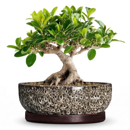 Bonsai Pots, 8 Inch Ceramic Succulent Pot with Saucer, White Leopard - color: White Leopard, size: 8 Inch