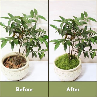 Jabrand All-in-One Plant Care Kit – LECA Clay Pebbles, Artificial Moss & Self-Watering Globes for Hydroponics, Orchids, Indoor & Outdoor Garden Plants