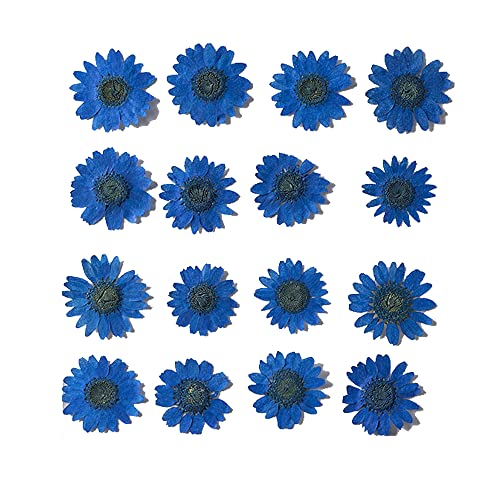 Natural Dried Daisy Flower, Vacuum Packaging, Pressed Flower for Resin House Decoration, Jewelry Making, Phone case Decoration 50pcs/Pack (Royal Blue) - color: Royal Blue