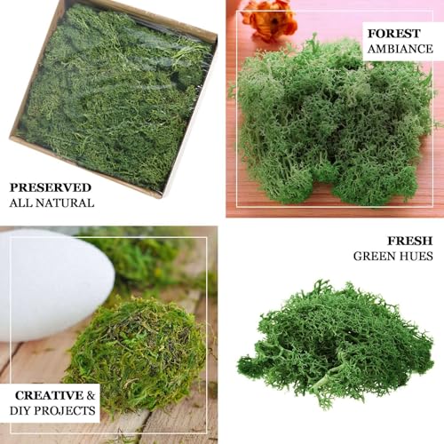 Efavormart 50g Bag Preserved Green Reindeer Moss, Soft Natural Decorative Moss for Terrariums, Fairy Gardens and Potted Plant Soil Cover