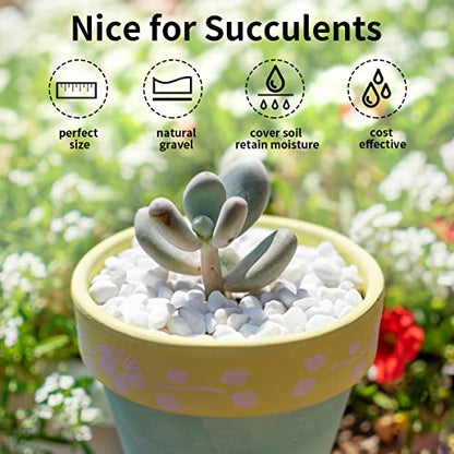 FANTIAN 2 lbs White Rocks for Plants, 3/8 Inch Aquarium Gravel, Pea Gravel - color: White Gravel