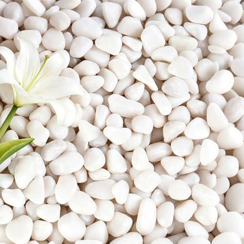 10 lbs Succulent Stones, 1/2 Inch Small River Rocks | Decorative Rocks for Potted Plants,Suitable for Vases, Cactus Potted Plants, Fish Tanks - color: White, size: 1/2 Inch 10 LB