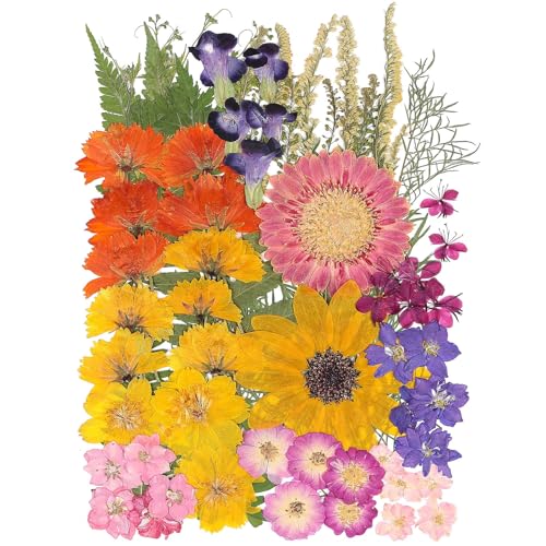 12“ Large Bulk Summer Dried Pressed Flowers for Glass Frame, Real Dry Natural Flower Leaf Daisy for Resin Mold, Cake Decor, Phone Cases (Gorgeous) - color: Gorgeous