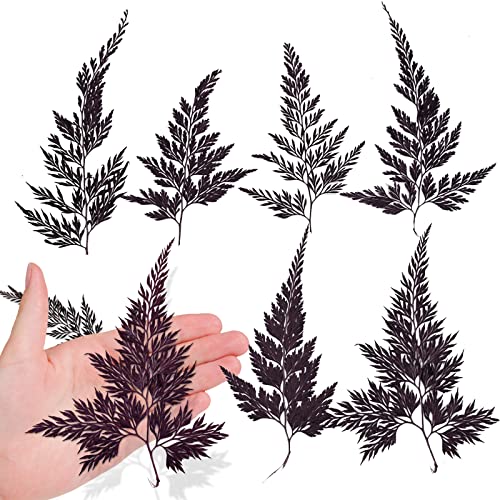 ALJ 42PCS Pressed Ferns Leaves, Natural Purple Dried Ferns Leaves Plant Pressed Leaf for Resin Art DIY Craft Embellishment Decors, Craft Jewelry Card and Making DIY Scrapbooking - color: Fern Leaves-purple