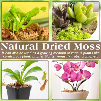 6 OZ Long Fiber Sphagnum Moss for Reptiles, 8 QT Terrarium Moss | Natural Dried Moss for Snakes Turtles Frogs Geckos Ball Pythons Bearded Dragons Lizards Tank Accessories, Moisture Retention - size: 6 OZ