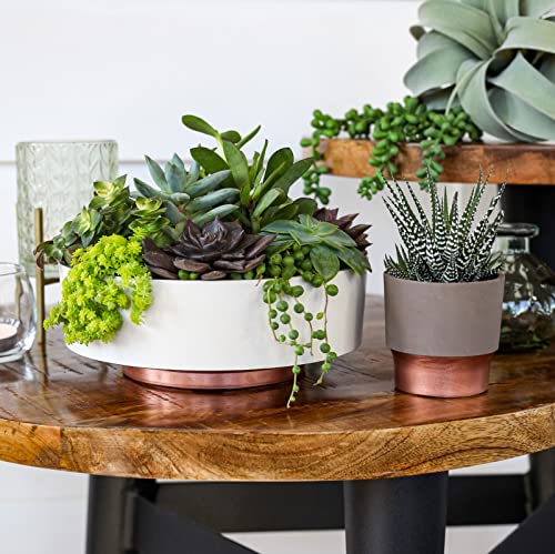 The HC Companies 8 Inch Round Plastic Succulent Capri Bowl 8"x8"x3" in Faux Concrete Color - color: Faux Concrete, size: 8"