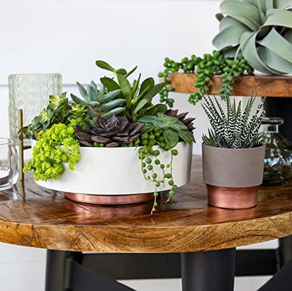 The HC Companies 6 Inch Round Plastic Succulent Capri Bowl 6"x6"x2.25" in Faux Concrete Color - color: Faux Concrete, size: 6"