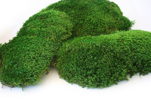 SuperMoss (21539) Mood Moss Preserved, 200 Cubic Inch Bag (Appx. 8oz), Fresh Green (Pack of 10) - color: Fresh Green, size: 8 Ounce (Pack of 10)