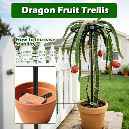 Extra Thick Adjustable Dragon Fruit Trellis,Metal Plant Trellis