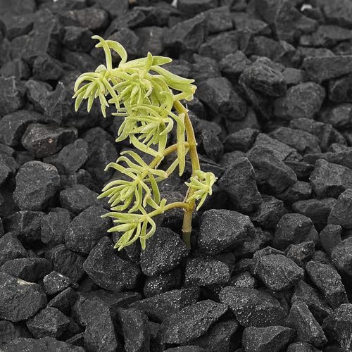 NUPICK 10 Pound Black Gravel for Fish Tank, 0.5-0.7" Black Aquarium Gravel - color: Black, size: 0.5-0.7"-10lb