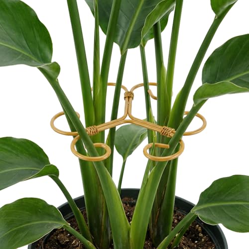 Iron Monstera Support, 4 PCS Plant Stem Support Plant Support Stakes for Indoor Plants and Flowers Stable Plant Stakes and Supports Turtle Shell Bamboo Clamp Set for Thriving Growth - color: Style A, size: 4 PCS