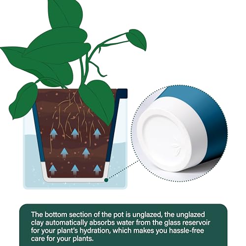 D'vine Dev Self-Watering Blue Terracotta Planter Pot, 8 in, 37-X-C-4 | Terracotta & Glass Design, Clear Water Reservoir, Visible Water Level, Easy Plant Care, Ideal for Busy Plant Lovers - color: Blue, size: 8 Inch