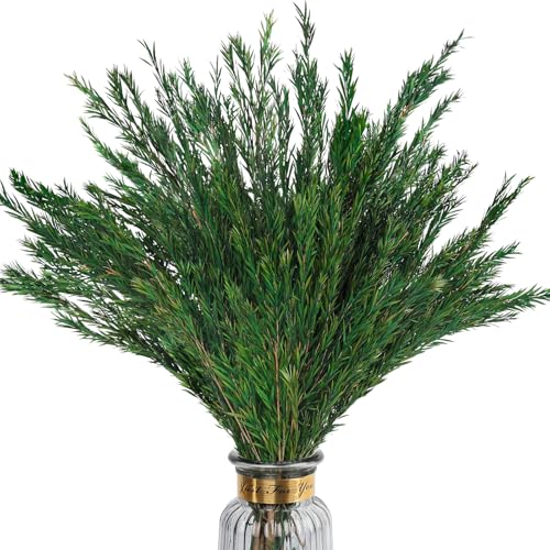 Dried Greenery Stem Preserved Green Real Plant Decorations,2 Bundles | 17" Real Green Melaleuca Bracteata Branch Preserved Plant for Home Vase Design DIY Arrangement Fragment Fall Decorations - color: Green Style 06, size: 2 Bundles Melaleuca Bracteata Br