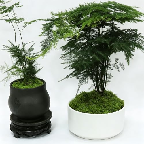 Fake Green Moss for Potted Plants 17.63OZ (500g), Artificial Moss for Crafts DIY Fairy Gardens Wedding Party, Faux Moss for Floral Arrangements,Micro-Landscape Table Centerpieces Filler Decor