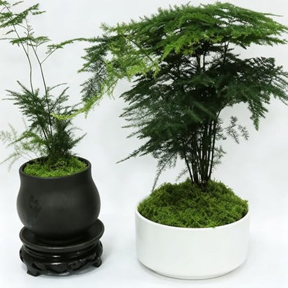 Fake Green Moss for Potted Plants 17.63OZ (500g), Artificial Moss for Crafts DIY Fairy Gardens Wedding Party, Faux Moss for Floral Arrangements,Micro-Landscape Table Centerpieces Filler Decor