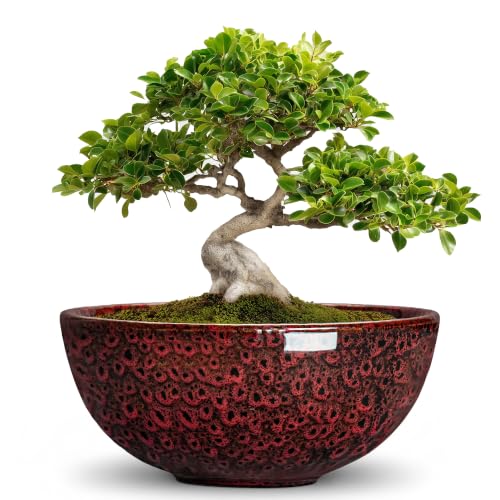 Bonsai Pots 8 Inch, Ceramic Succulent Pots, Red Leopard | Bowl Planter for Indoor Plants Outdoor, Round Bonsai Tree Pot with Drainage Hole, Home Decor, HouseWarming Gifts - color: Red Leopard-1, size: 8 Inch