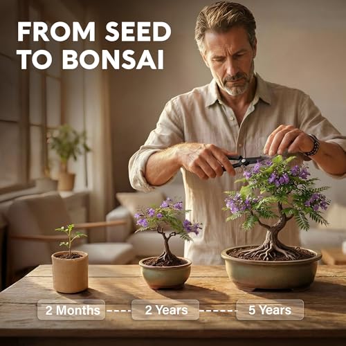 Avergo Bonsai Starter Kit – Growing Jacaranda Bonzai Tree