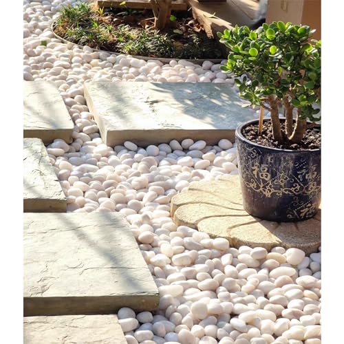 FANTIAN 10 lbs White Pebbles for Indoor Plants, 0.8-1.2 Inch Small White River Rocks Stones for Planters, Vases, Fish Tank, Garden, Landscaping, Top Dressing and Bottem Drainage - size: 0.8-1.2 Inch, style: 10 Pounds