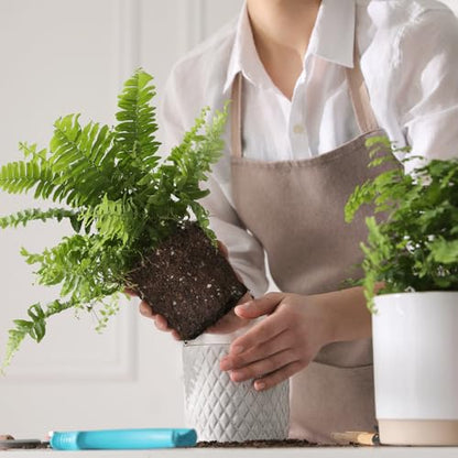Doter Potting Soil Mix for Fern 4qt, Custom Hand Blended Mixture Suitable for Indoor/Outdoor Potted Fern Plant - size: 4qt