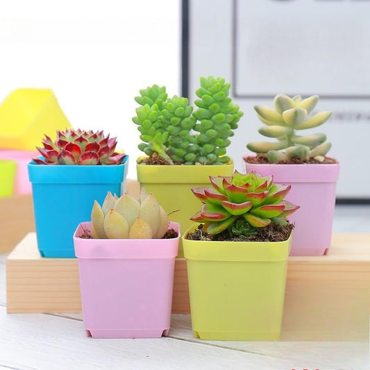 Blue Mini Square Plastic Nursery Pot Succulent Seedling Planter Starter Container for Propagation Small Plant Growing Cup 2.17 x 1.77 Inch 1 PCS