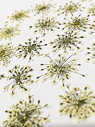 36 pcs Queen Anne's Lace Real Natural Dried Pressed Flowers for Resin Art Craft DIY - color: White Queen Anne's Lace