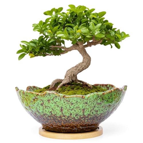 ARTKETTY Bonsai Pots, 9.06 Inch Succulent Pots with Drainage and Saucer, Ceramic Pots for Indoor Cactus Plants Unique Flower Plant Pots Round Bonsai Tree Planters Windowsill Desk Decor - color: Green