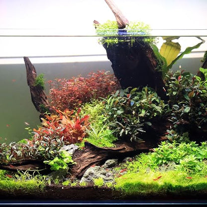 Ultum Nature Systems Driftwood - Malaysian Drift Wood for Fish Tank, Planted Tank, Terriarium, Paludarium - Versatile Natural Driftwood Decor, Events Wood Centerpiece - Malaysian, Large (16-20") - size: 16-20"