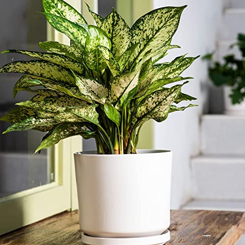 Ekirlin 7 inch Plant Pots,Ceramic Flower Planters Indoor,Modern Succulents Containers with Drain Hole Saucer,Decorate Home,Office & Outdoor (White) - color: White, size: 7 Inch