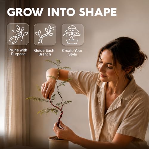 Avergo Bonsai Starter Kit – Growing Jacaranda Bonzai Tree