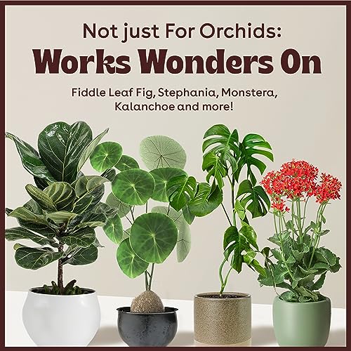 Berkland Keiki Cloning Paste for Orchids & Houseplants, 0.5 oz - 2X Size