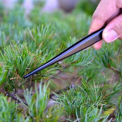 KAKURI Bonsai Tweezers Straight Serrated Tips with Spatula 8.8" - Made in Japan - Professional Bonsai Care Tool - Black Coated Japanese Stainless Steel - color: Black (Straight)