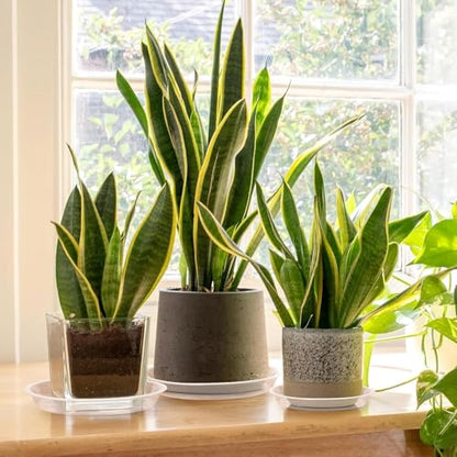 5 Pack Clear Plant Saucer, 4 5 6 8 10 12 14 16 18 20 22 Inch Durable Plastic Water Catcher Trays for Flower Pots, Plant Drip Trays for Indoor Outdoor Planter (5 inch) - size: 5 inch