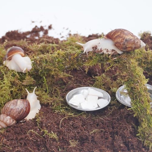 Snail Terrarium Accessory Kit 7PCS, Includes Moisture-Retaining Substrate, Climbing Toy, Cuttlebone Granules, Water and Food Plate, Spray Bottle - size: Kit-2