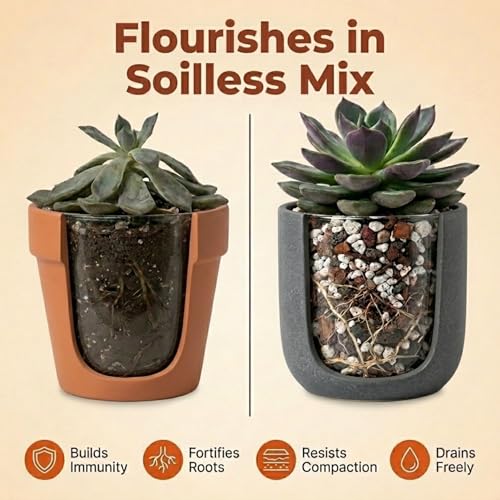Molly's Succulent Potting Mix, Cactus and Bonsai Gritty Blend, 5 Dry Quarts - size: 5 Dry Quarts, style: Succulents & Cacti