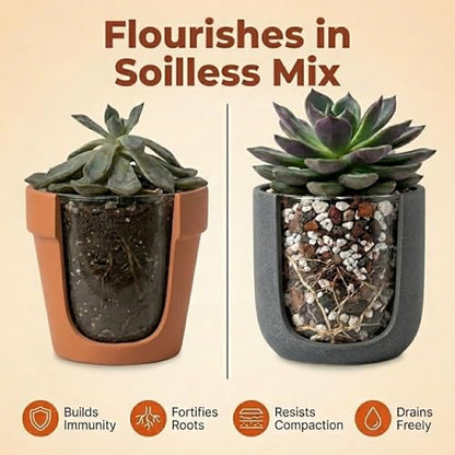 Molly's Succulent Potting Mix, Cactus and Bonsai Gritty Blend, 5 Dry Quarts - size: 5 Dry Quarts, style: Succulents & Cacti