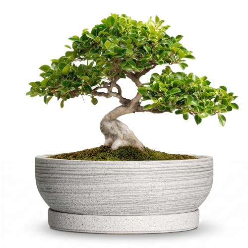 10 Inch Ceramic Bonsai Tree Pots with Saucer, Brushed Grey - color: Brushed Grey, size: 10 Inch