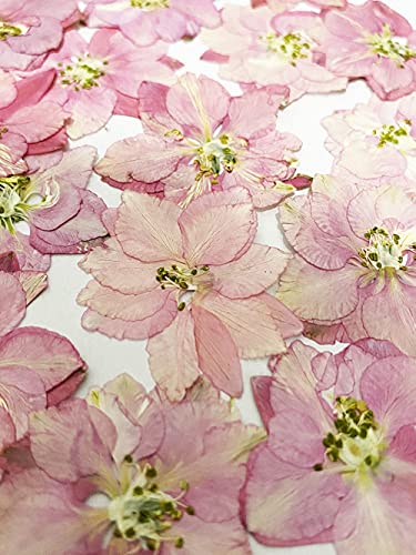 24 pcs Pink Larkspur Real Natural Dried Pressed Flowers for Resin Art Craft DIY - color: Pink Larkspur