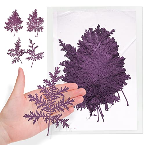 42PCS Dried Leaves for Resin, Purple Real Dried Artemisia Leaves, Dry Wormwood Leaves for Resin Mold DIY Pressed Leaf Art Craft Embellishment Decorations - color: Wormwood Leaves-purple