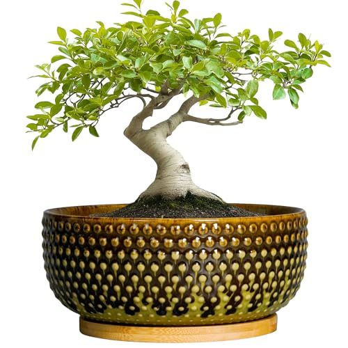 Bonsai Pots 8 Inch - Ceramic Planter for Indoor Plants, Succulent Pots with Drainage Hole and Plant Tray, Modern Round Decorative Flower Planters, Home Decor, Brown & Green - color: Brown-green