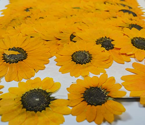 12 pcs Yellow Sunflowers Real Natural Dried Pressed Flowers for Candle Making Art Craft DIY - color: Yellow Sunflowers