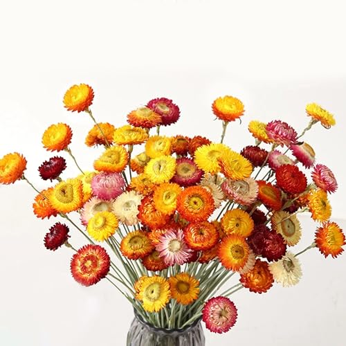 24 Pcs Dried Straw Flowers Daisy, Natural Orange Helichrysum Bouquet | Beautiful dried flowers for floral arrangements, vase filler, wedding décor, farmhouse displays and creative DIY projects.