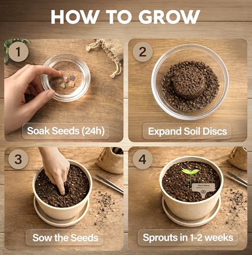 Avergo Bonsai Starter Kit – Growing Jacaranda Bonzai Tree