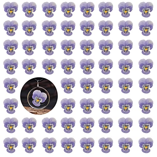 Purple Dried Pansy Flowers for Resin, 60PCS Natural Real Dry Pansy Flower for Resin Jewelry Candle Card Soap Making Scrapbooking DIY Art Crafts Painting Decoration - color: Pansy-purple